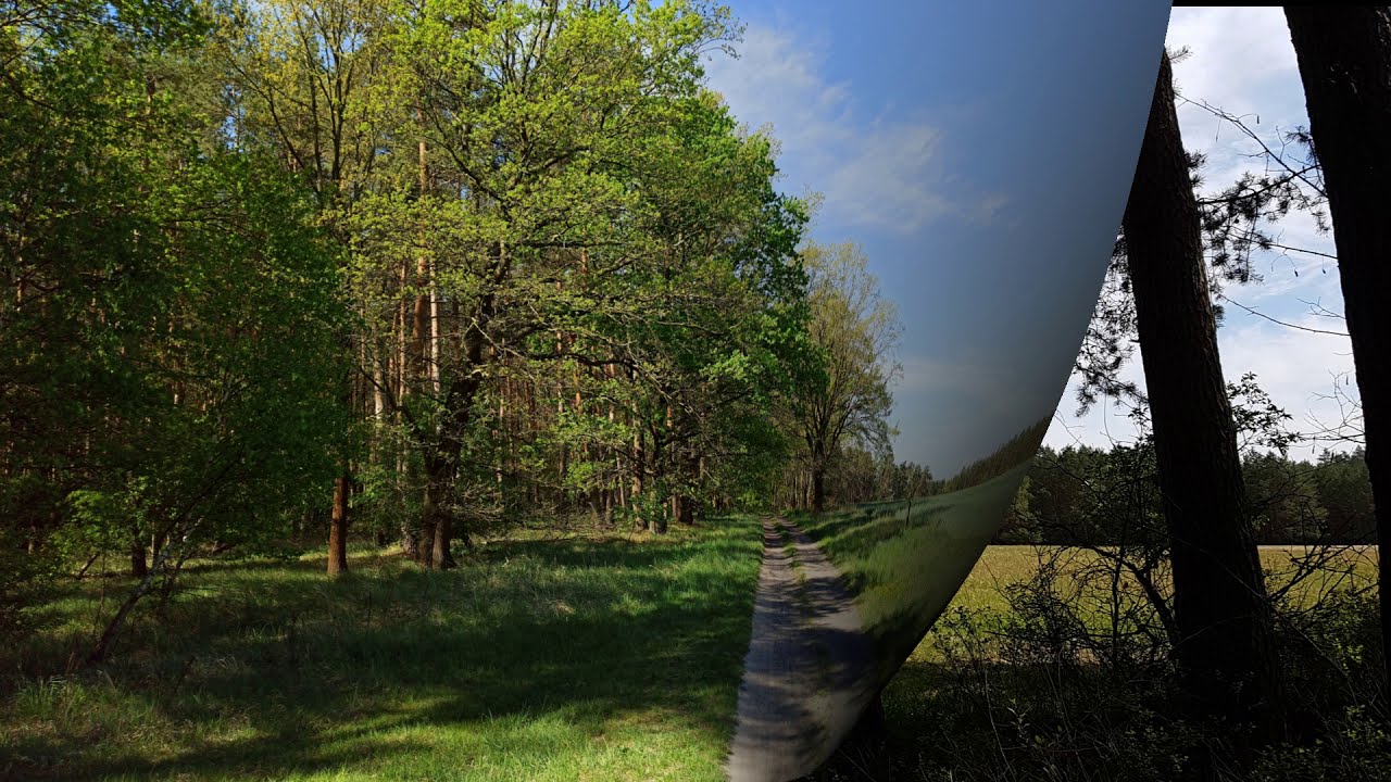 Waldwege in Brandenburg