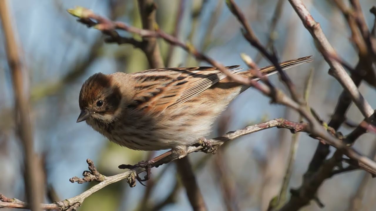 The Reed Bunting: Close Up HD Footage (Emberiza schoeniclus) #birds #birdslover #wildlife