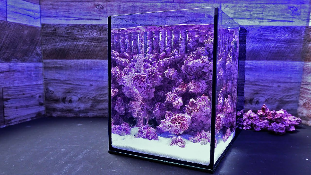 【海水魚】造礁サンゴが群生する浅瀬の海を20cmの中に切り出す【人工ライブロック】