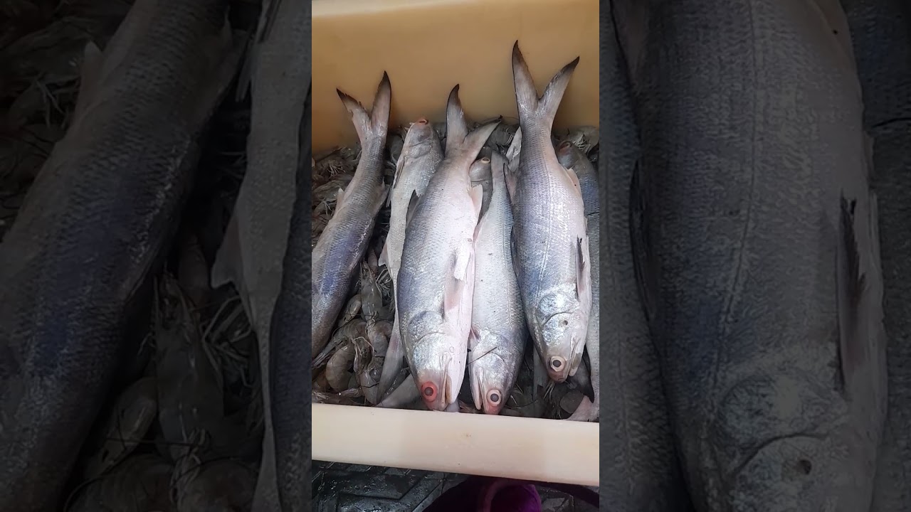 indian salmon fish
