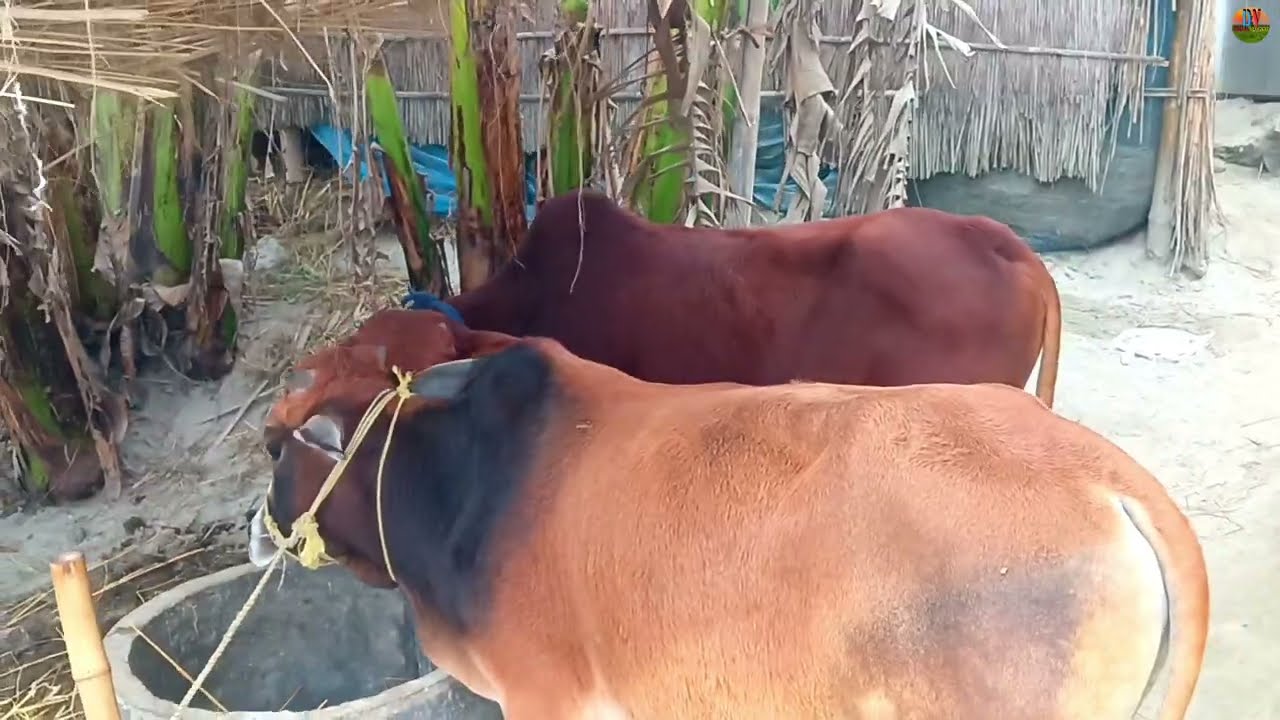 আজ আমার বাড়ীতে বেপারী আসছে || আমার এই দুই টা গরুর দাম কতো বললো শুনুন || Digital Vlogs37 