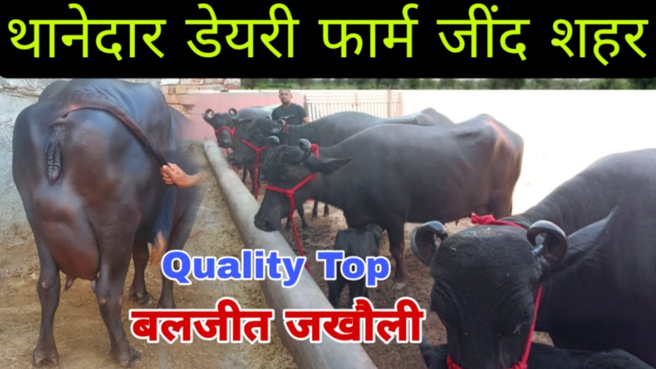 आज देखें मुर्रा के नायाब नगीने🌹🌹20 किलो तक दूध तैयार || Thanedar Dairy farm Jind city बलजीत जखौली