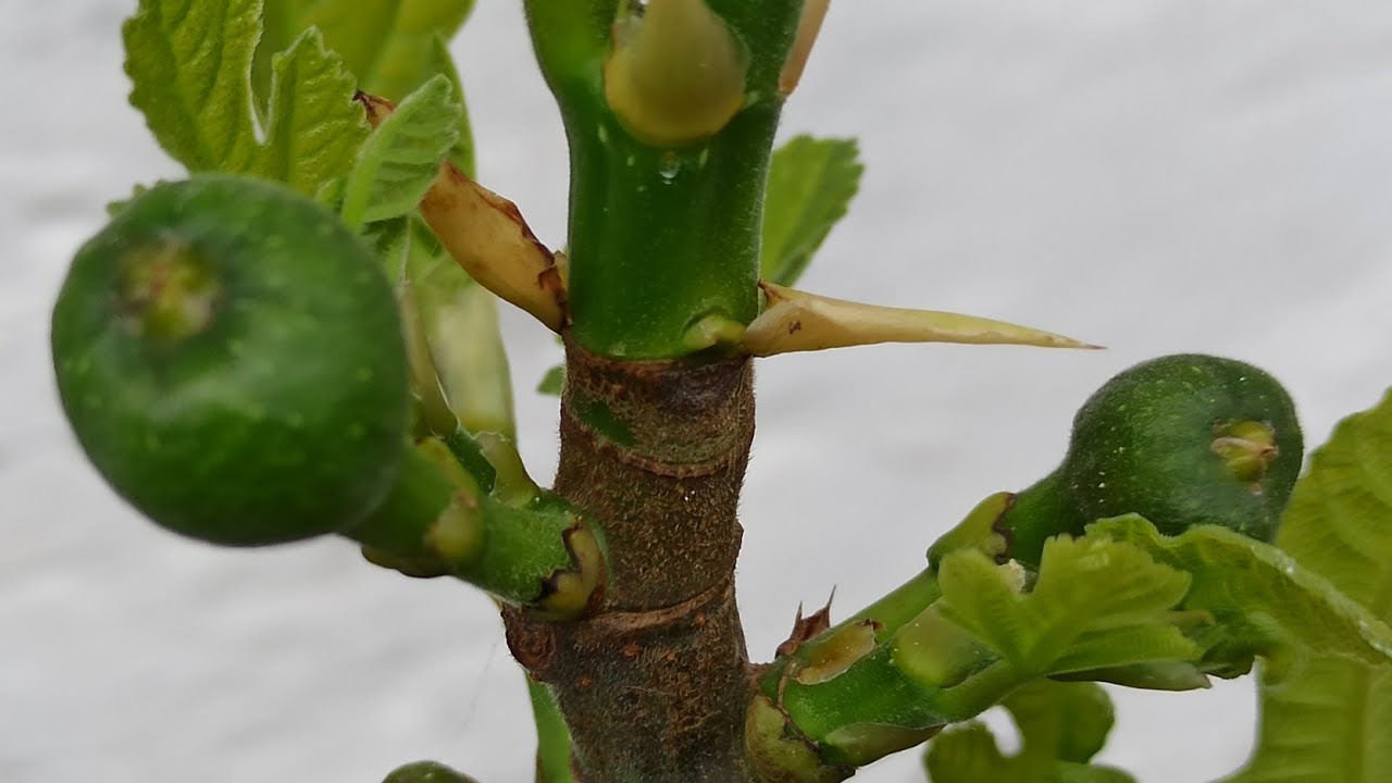 Ficus carica 