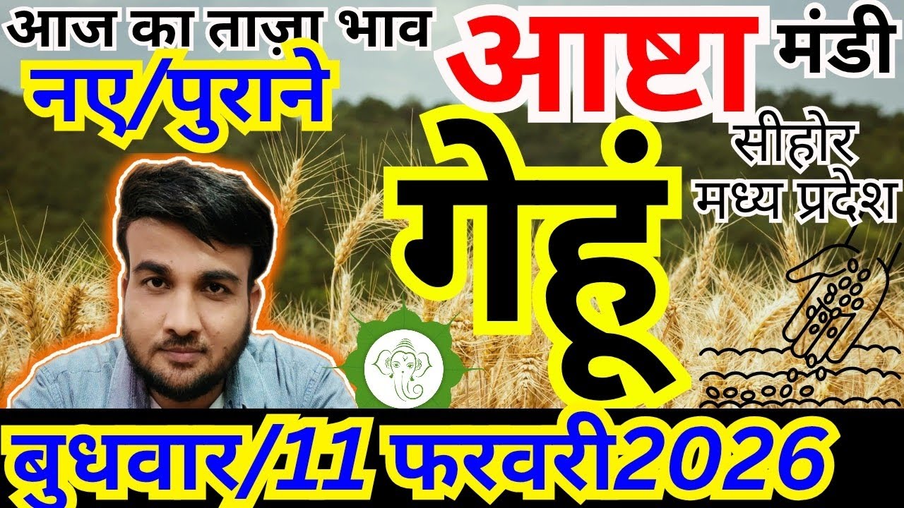 🌾 गेहूं के भाव लुढ़के 📉 | मंडी में मंदी का कारण | आज का गेहूं भाव