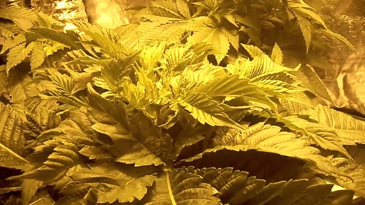 Growing GHS Bubba Kush AND DP White Widow.