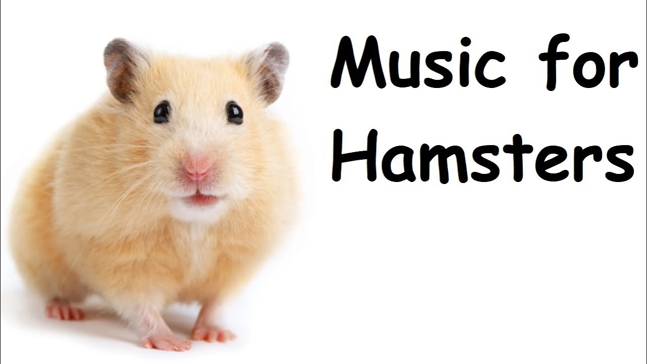 Relaxing Music for Your Pet • 1 Hour Music Relax Your Pet Hamster with Calming Tunes • Music 001