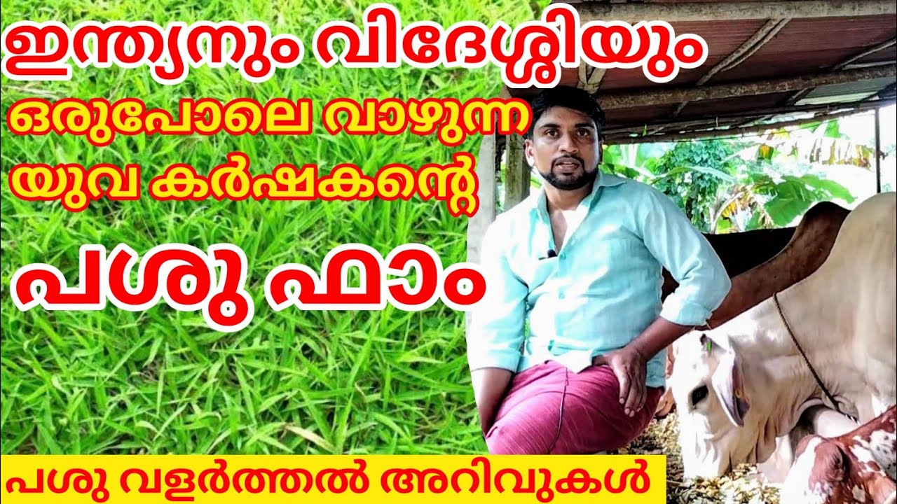 യുവ കർഷകന്റെ പശു ഫാം വിശേഷങ്ങൾ |Cattle farming kerala thrissur | Dairy farm.
