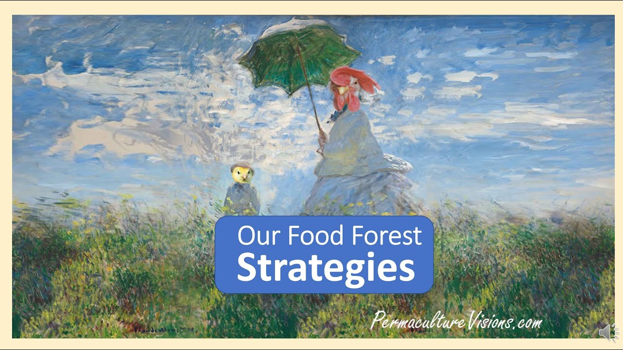 Our Mature Food Forest Strategies