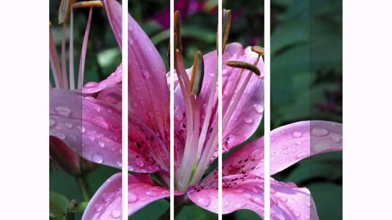 Flower Mania.mpg