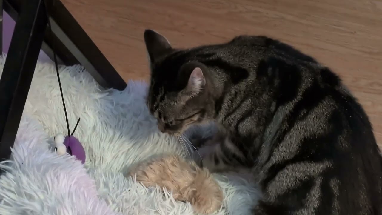 ᓚᘏᗢ Kitty Making Biscuits on Cat Bed | Cute Tabby Cat Short