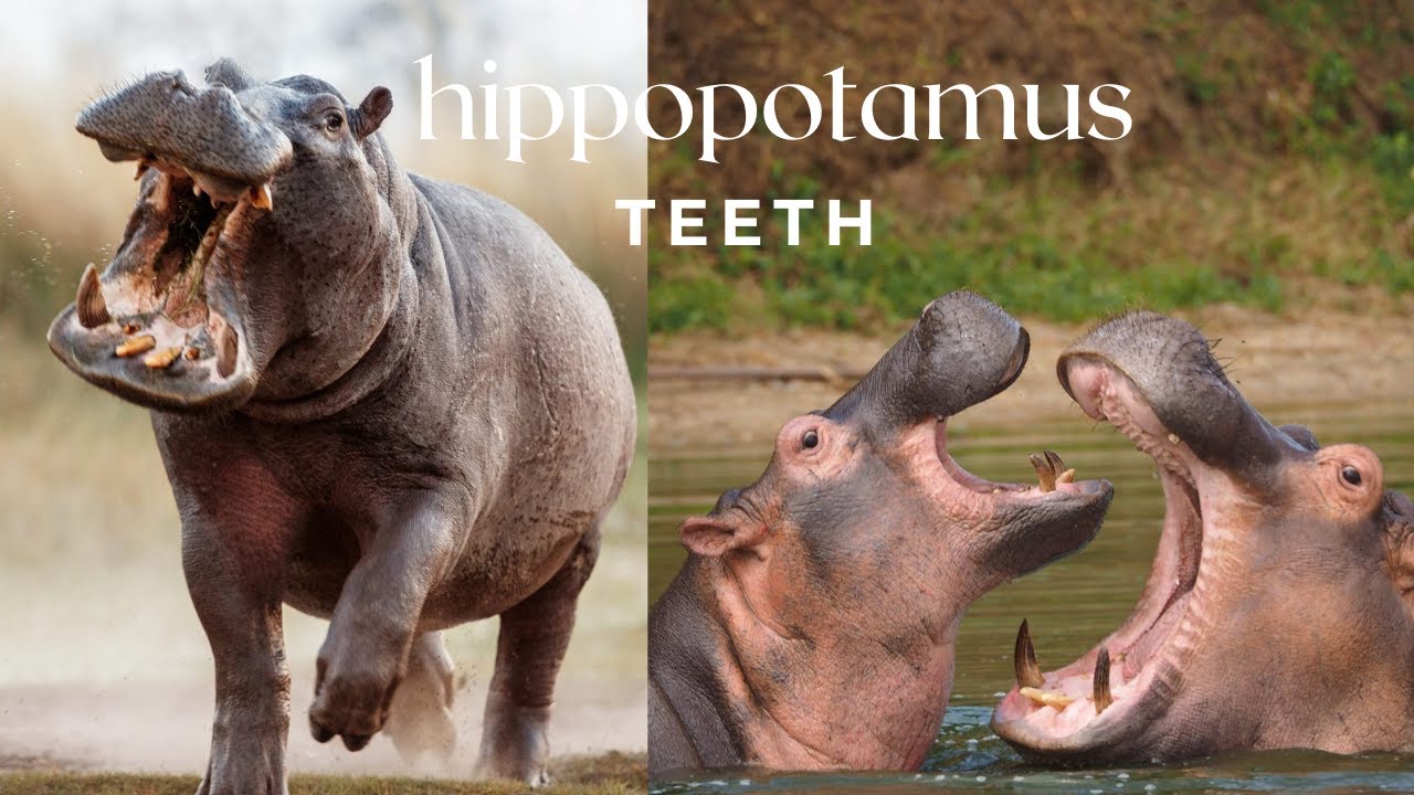 Hippopotamus Teeth: Everything You Need To Know