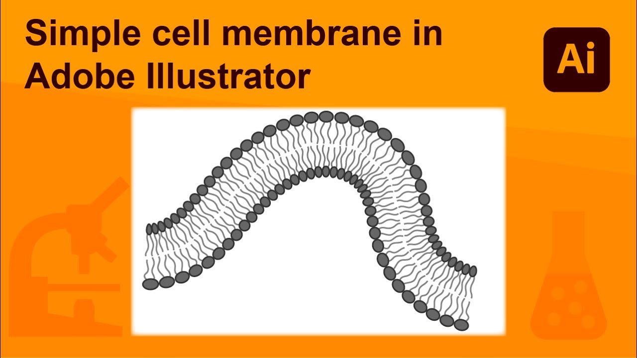 Cell membrane in Adobe Illustrator