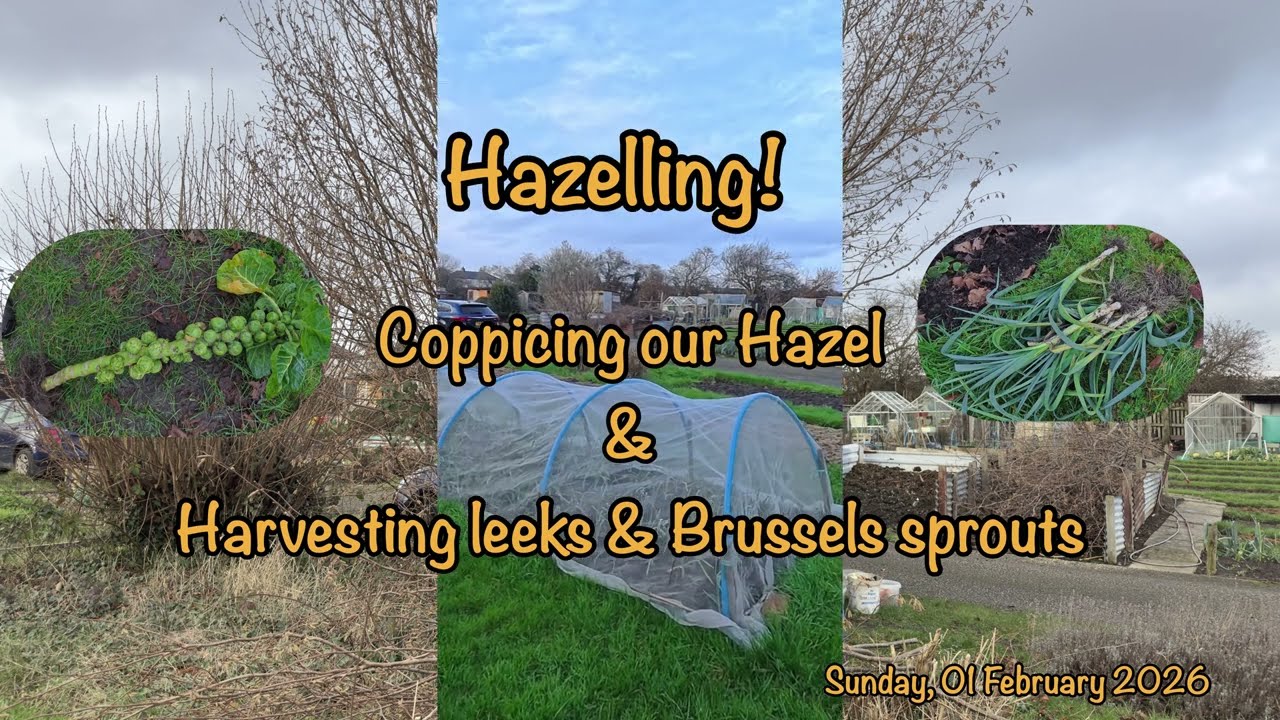 2026 02 01 Hazelling - coppicing our hazel and harvesting leeks