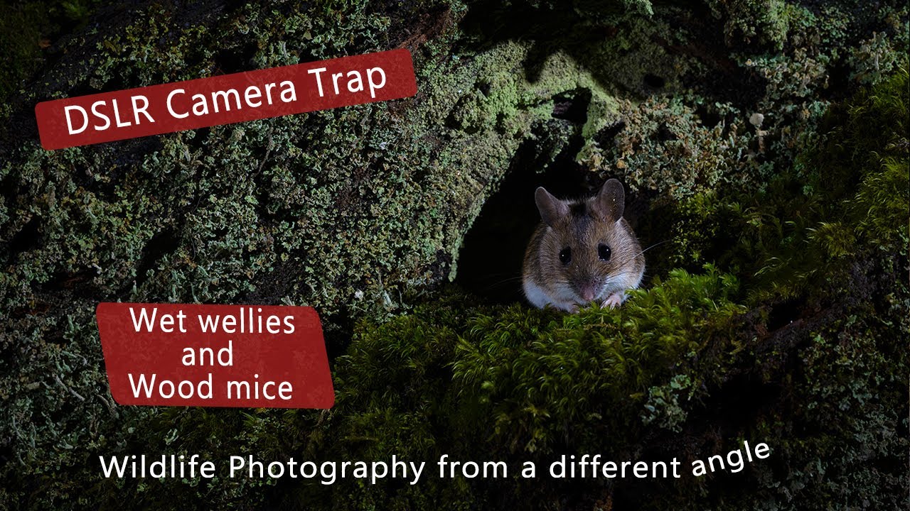 DSLR Camera trap - Wet wellies and wood mice