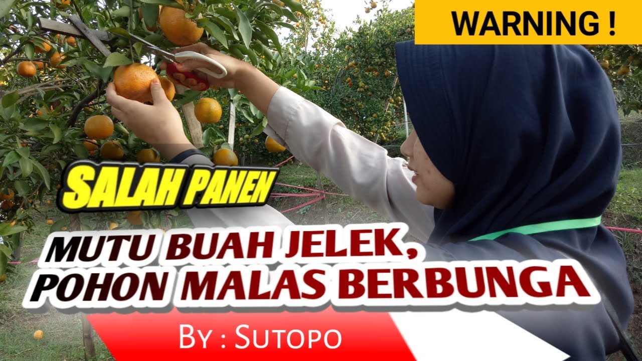 SALAH PANEN BISA MENYEBABKAN POHON MALAS BERBUNGA DAN MERANA