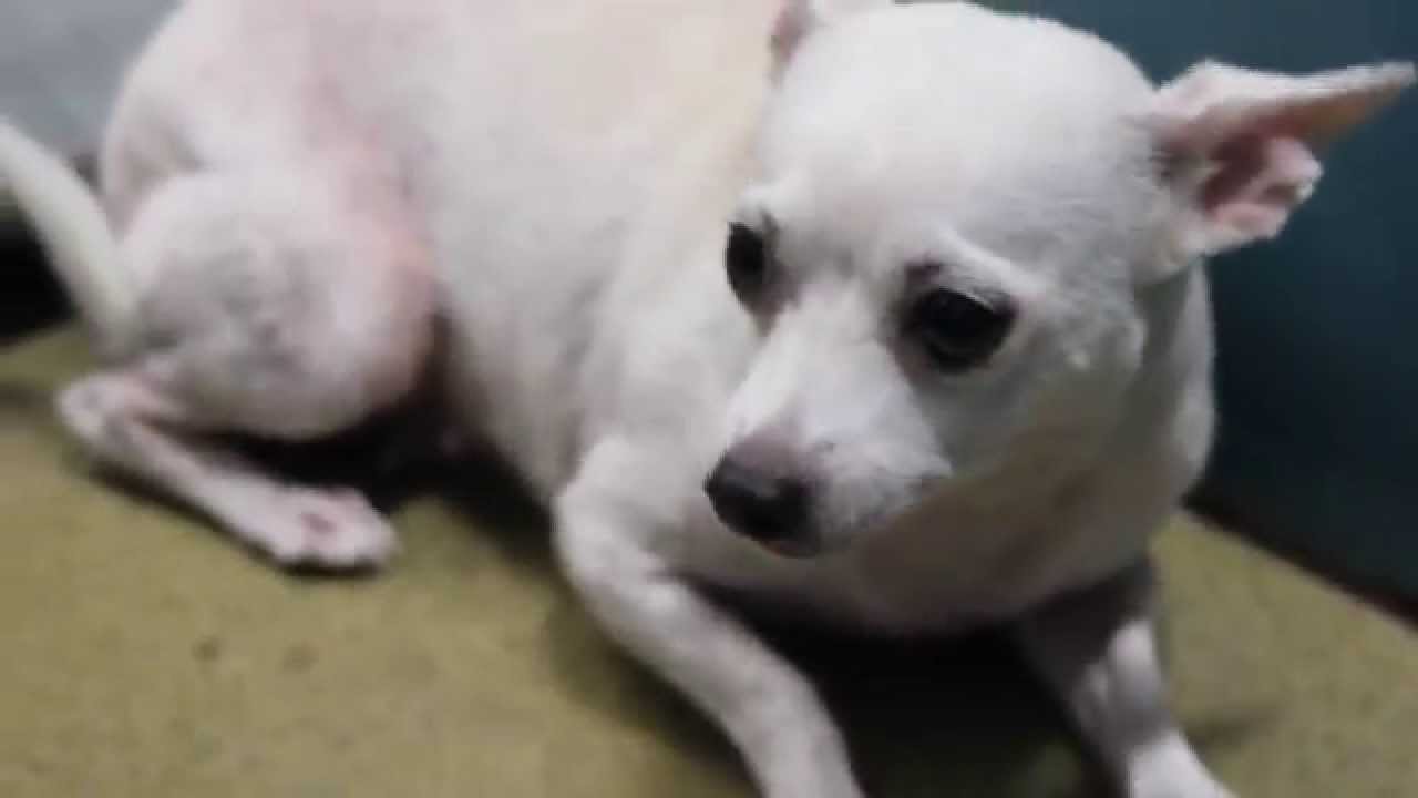 the power of love: a kennel enrichment success story