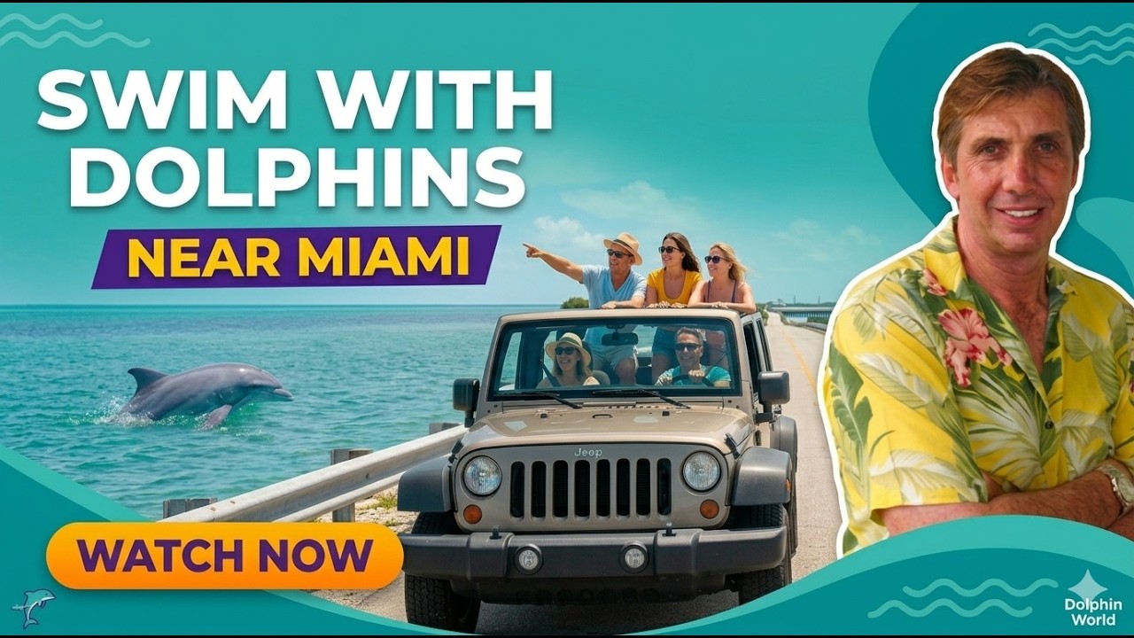 Miami Dolphin Swim Odyssey