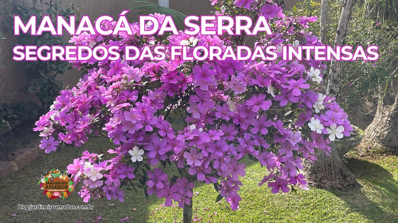 Manacá da Serra | Segredos das Floradas Intensas