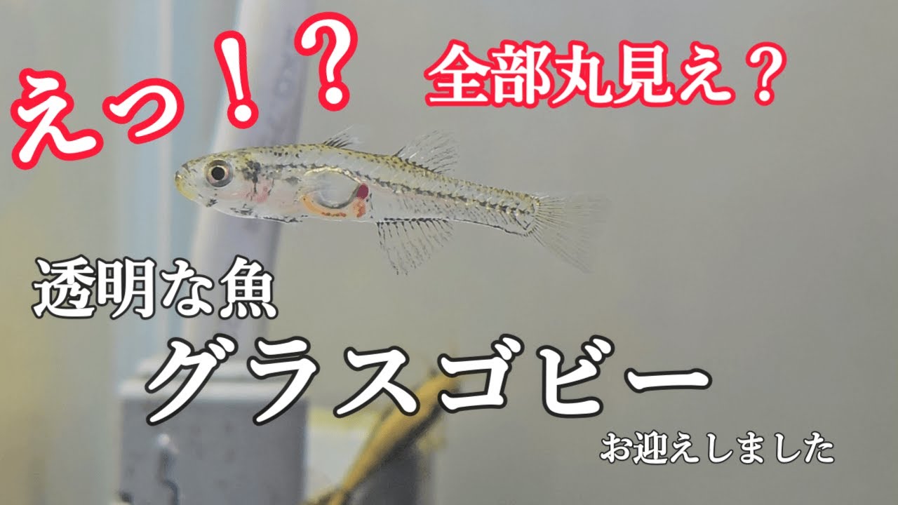 透明な魚　グラスゴビーをお迎えしました＃アクアリウム＃ハゼ