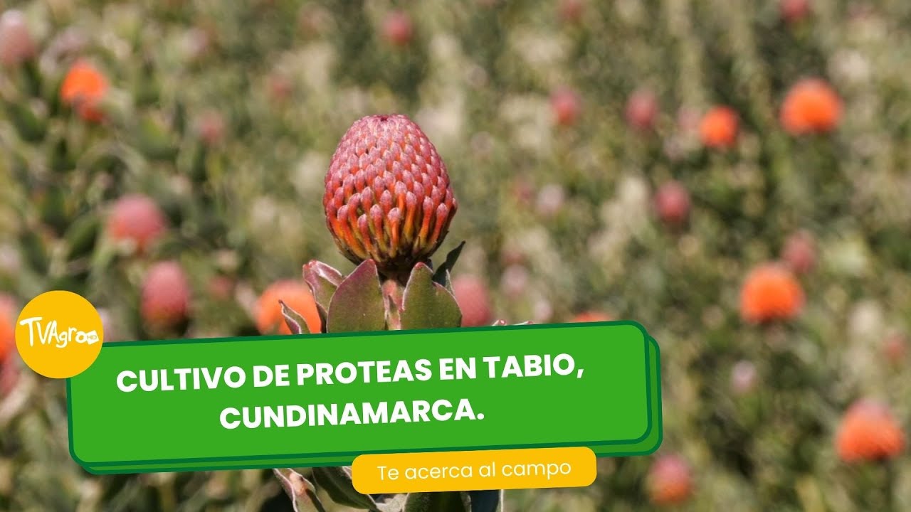 Cultivo de proteas en Tabio, Cundinamarca - TvAgro por Juan Gonzalo Angel Restrepo