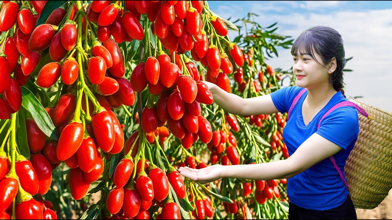 Ly Trieu Ca: Harvesting sweet giant mutant goji berry - How to make traditionnal goji berry wine