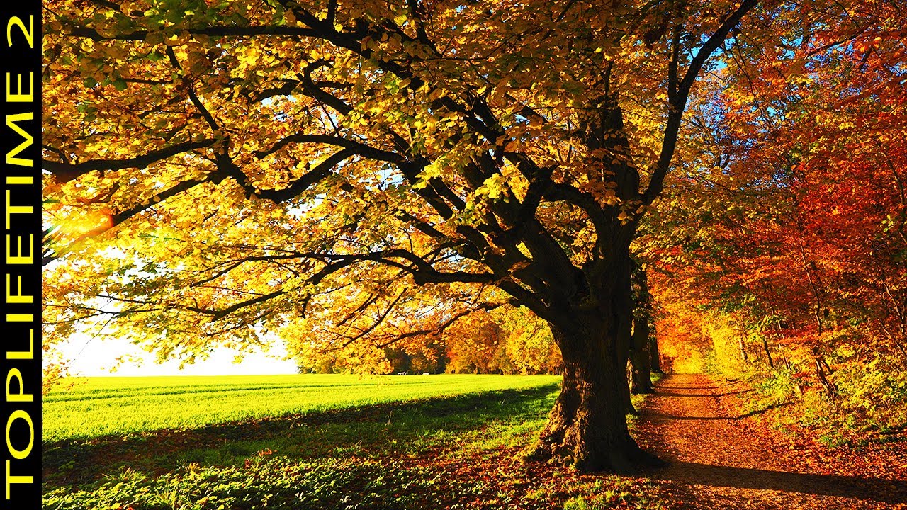 10 &Aacute;rboles Coloridos M&aacute;s Hermosos Del MundoOO