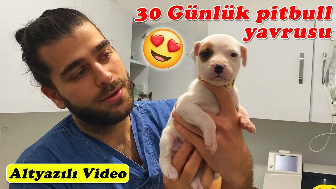 30 GÜNLÜK! 😍 Yavru Pitbull’un Güzelliği İçinizi Isıtacak! 🥰 #inanoğlu