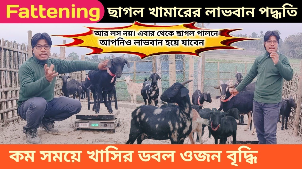 ছাগল পালন পদ্ধতি | ছাগলের দ্রুত ওজন বৃদ্ধি | দেশি ছাগলের খামার | Fattening Goatfarm in west bengal