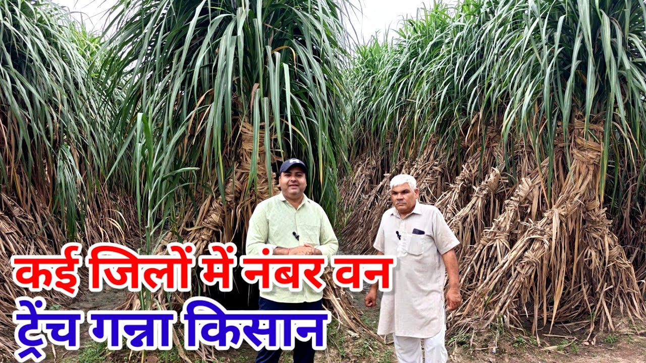 पूरे मुजफ्फरनगर जिले के नंबर वन ट्रेंच गन्ना किसान। Trench sugarcane farming india. 