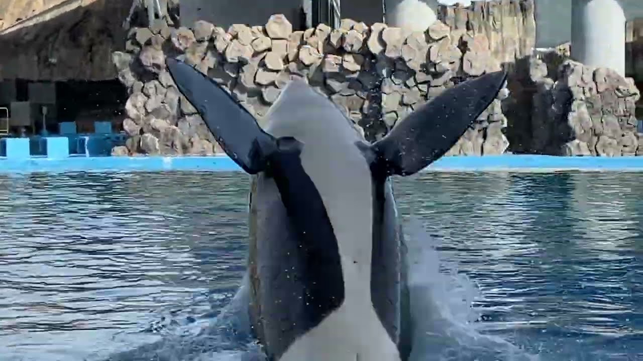 アースありがとう😢忘れない…💞 Port of Nagoya Public Aquarium 名古屋港水族館
