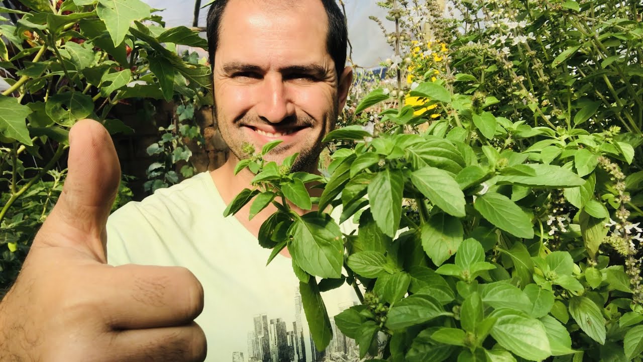 COMO PLANTAR MANJERICÃO