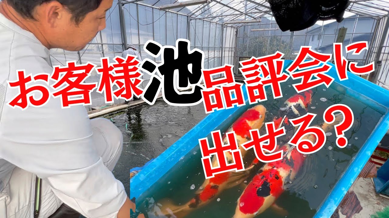 【突撃お池訪問】お客さんの鯉はどんなの？塩田産錦鯉#koifish #koi #塩田養鯉場