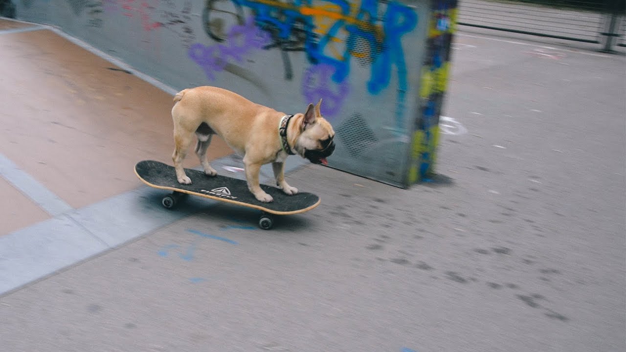 French bulldog skateboarding