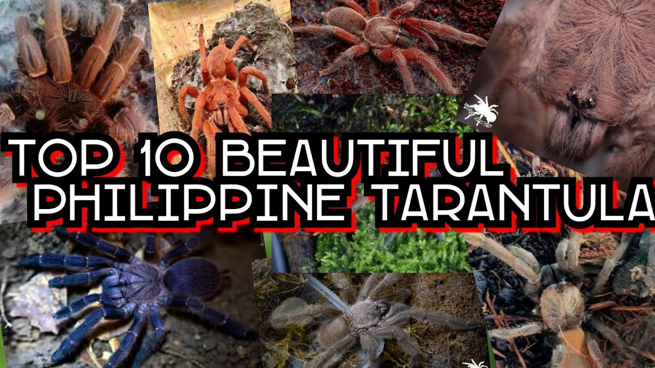 TOP 10 PHILIPPINE TARANTULAS / BOYTINGS TV #Tarantula #Bigspider