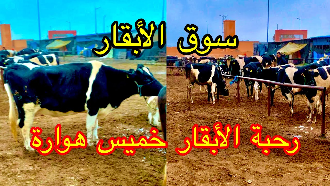 جولة في رحبة الأبقار سوق خميس هوارة أولادتايمة 