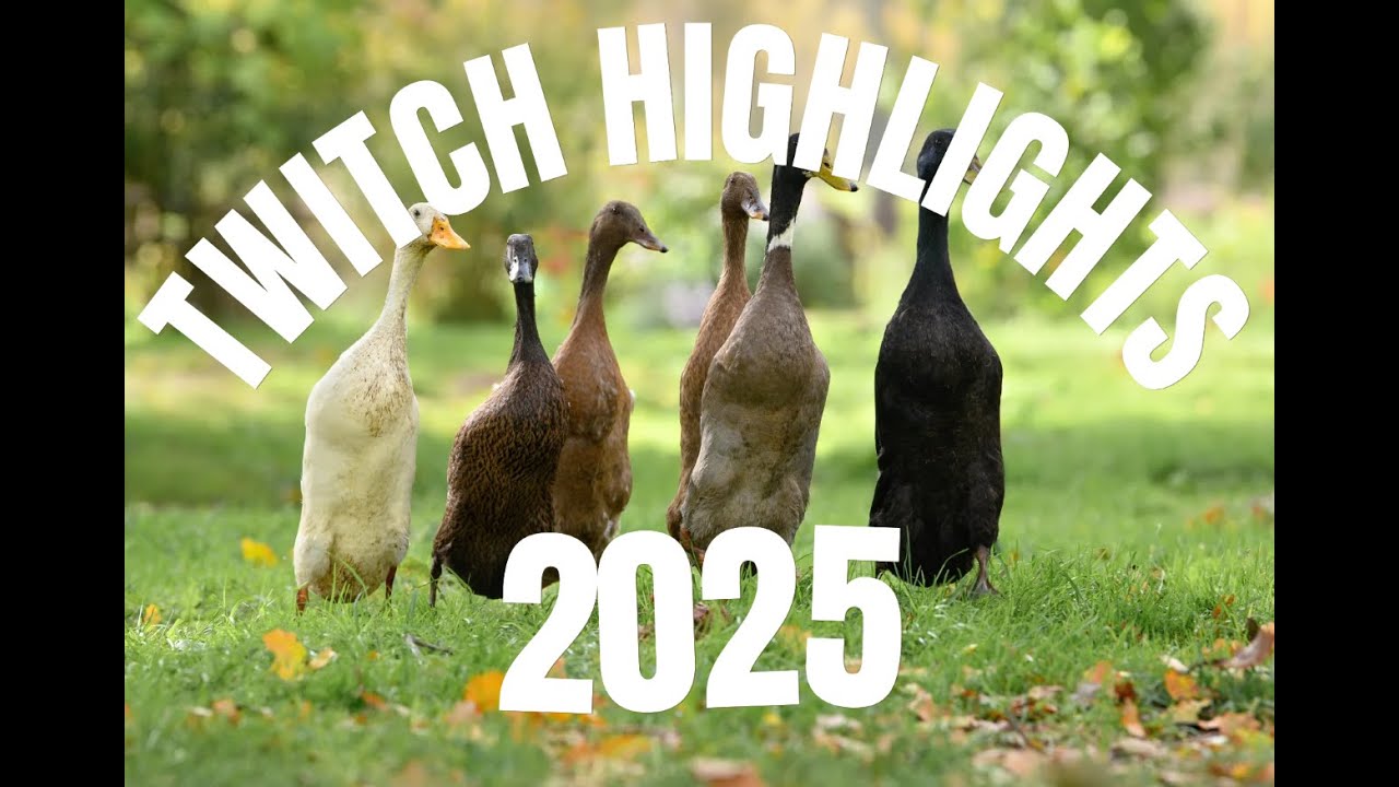 TWITCH HIGHLIGHTS 2025 by Ecki
