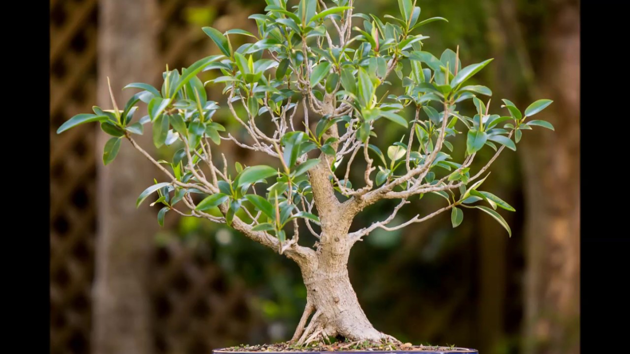 Ficus defoliation 20171109