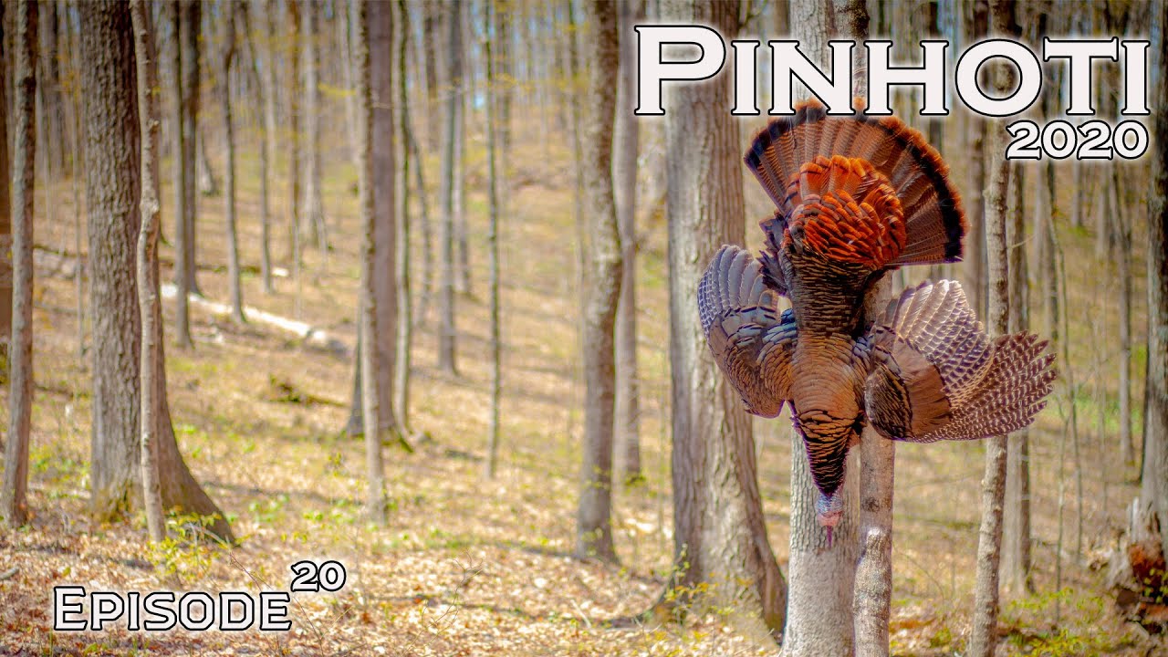 PERFECT HARDWOODS TURKEY HUNT | PUBLIC HUNTING in INDIANA | OPENING DAY GOBBLER- Pinhoti 2020