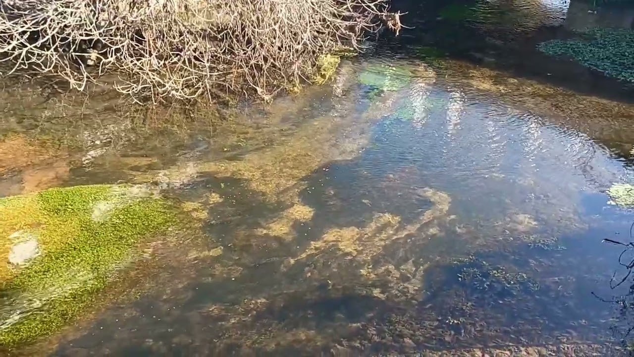 Salmo trutta fario