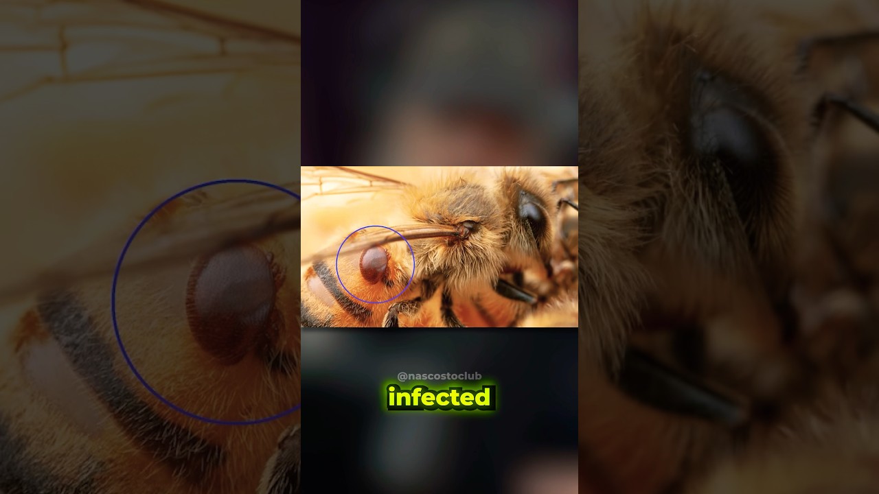 Insect APOCALYPSE Started By Bees? 🐝🦠 #shorts #joerogan #paulstamets