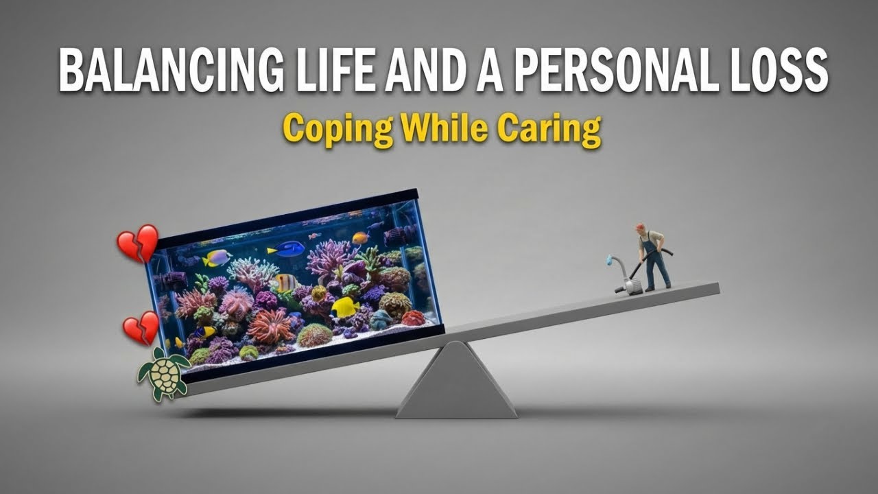 Balancing Life : Coping with a Loss While Caring for My Reef Aquarium