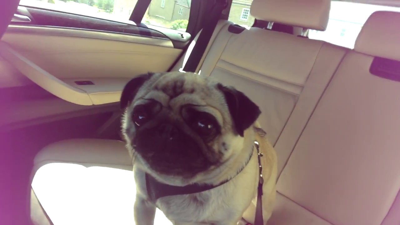 Screaming pug