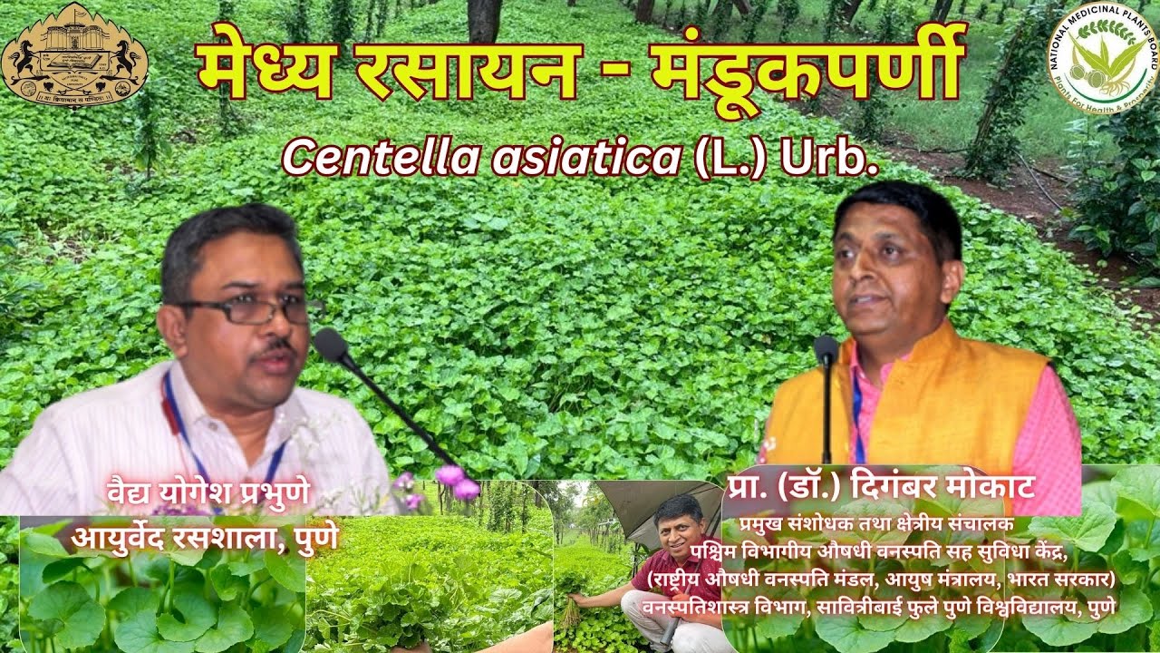 Medicinal uses and cultivation of Mandukparni (Centella asiatica (L.) Urb.)