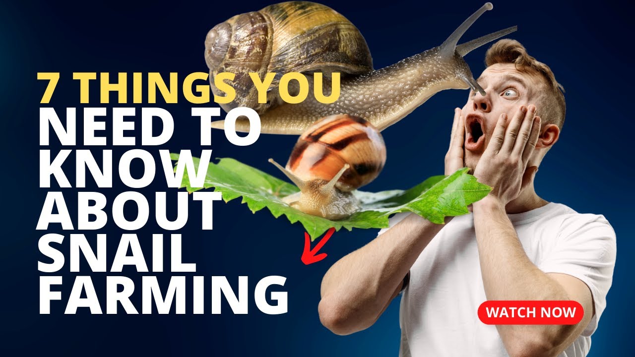 7 Things you wish you knew before starting snail farming