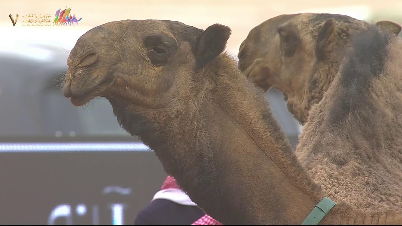 🖥️ استديو #تحدي_الصياهد وعروض فئة المفاريد قعدان للوني الشعل والصفر يوم الجمعة٢٣-١٢-٢٠٢٢م