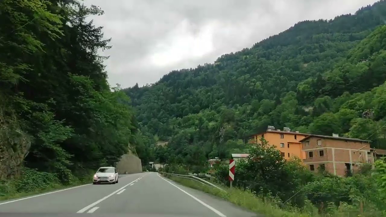 Forest Road Drive | Calm Nature Journey.  