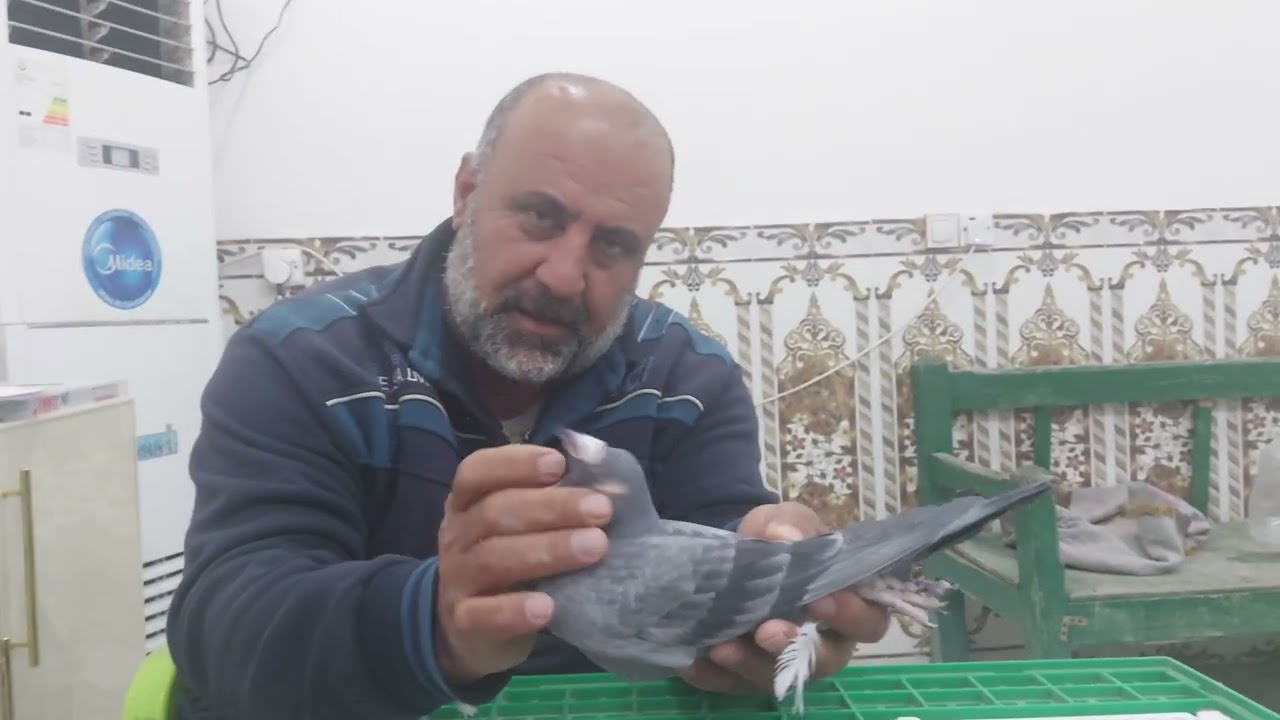 ياالله  حمام تفريخ مزرعة عدنان ابو علي بابل المسيب / ٠٧٧١٣٣٥٣١٣٤