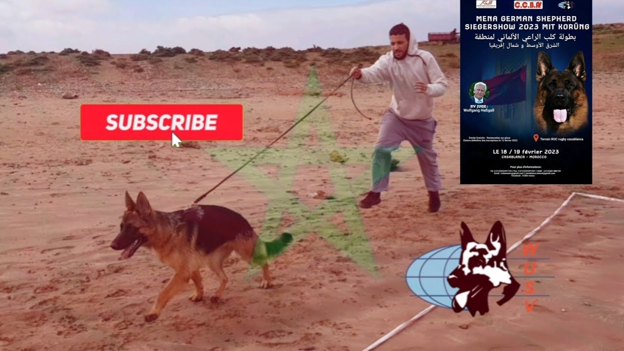 Préparation a la #Mena_German_Shepherd  2023 in #Morocco حصة تحضيرية لمسابقة كلاب الراعي الألماني