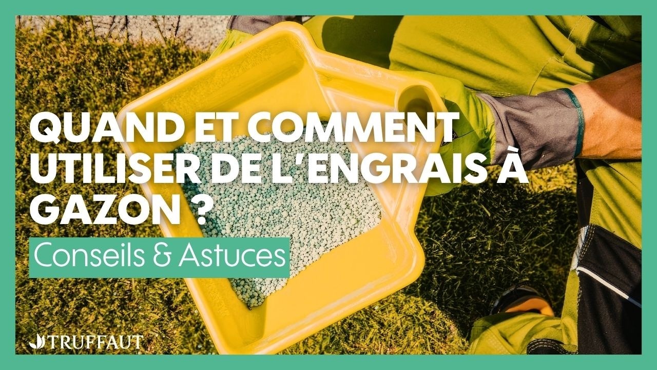Quand et comment utiliser de l'engrais à gazon ? - Truffaut