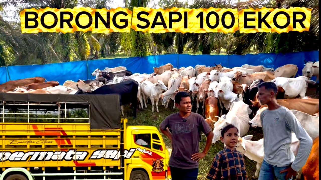 BORONG SAPI 100 EKOR !!! Proses pemuatan langsung dilapangan !!!